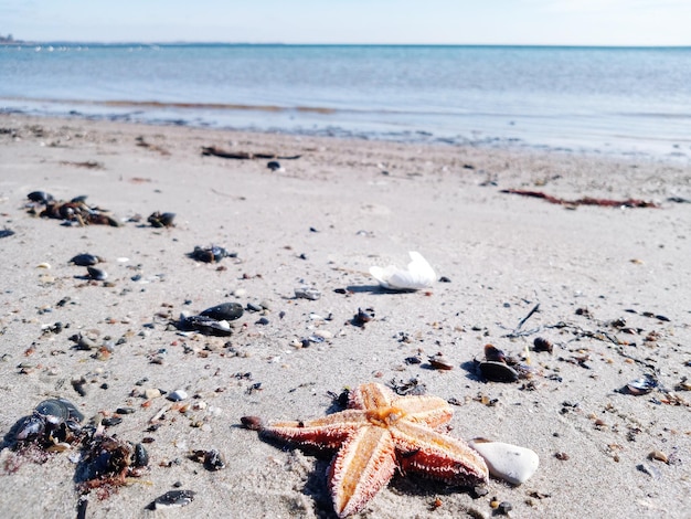 Foto vista del cangrejo en la playa