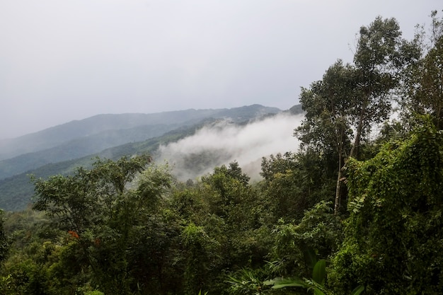 Una vista de la capa de la montaña y la mañana nublada con niebla se extendió por el bosque.