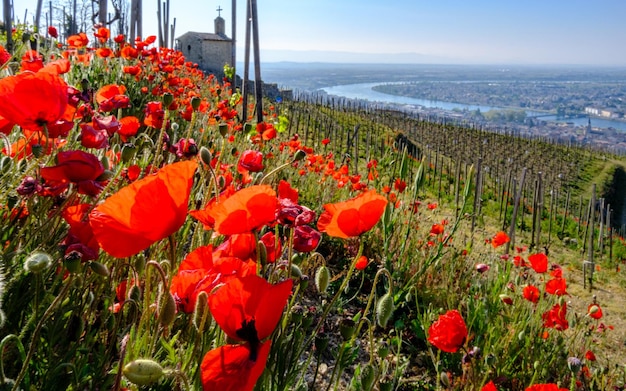 Vista de la capilla de San Cristóbal y la ciudad de Tain l'hermitage con amapolas rojas en flor