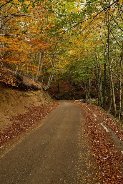 Foto vista de la carretera de montaña. carreteras asfaltadas, durante la temporada de otoño.