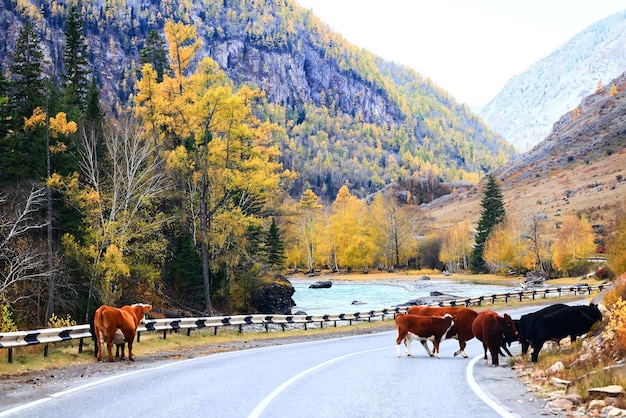 vista de la carretera de otoño, paisaje de viaje de libertad