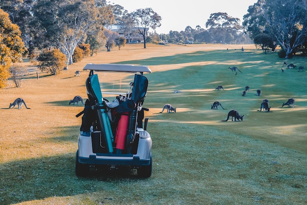 Foto vista del carrito de golf y los canguros en el campo de golf