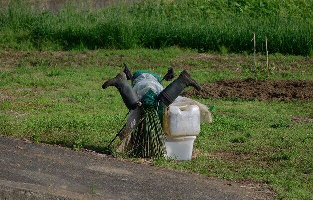 Vista de un carro de caballos en el campo