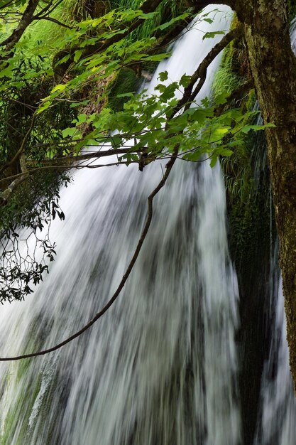 Foto vista de una cascada en el bosque