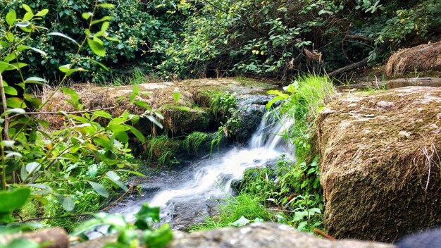 Vista de una cascada en el bosque