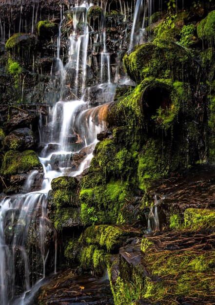 Foto vista de una cascada en el bosque