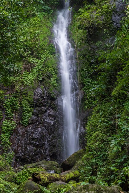 Foto vista de una cascada en el bosque