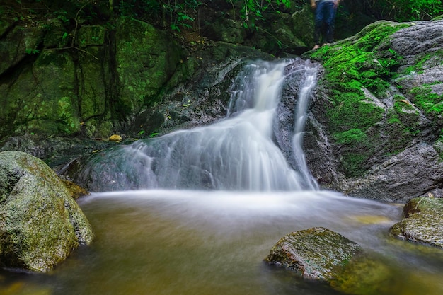 Vista de una cascada en el bosque