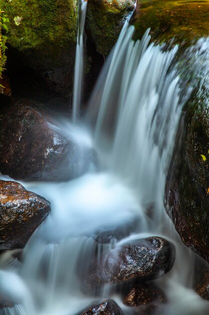 Vista de una cascada en el bosque