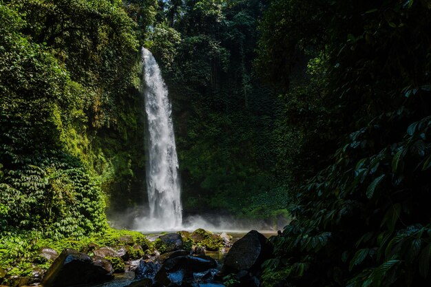 Foto vista de una cascada en el bosque