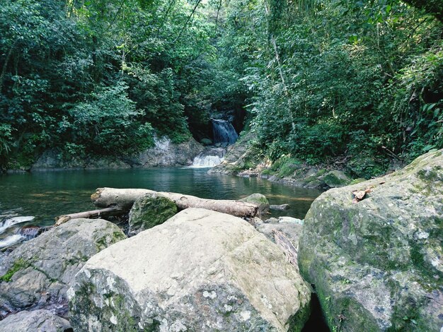 Vista de una cascada en el bosque