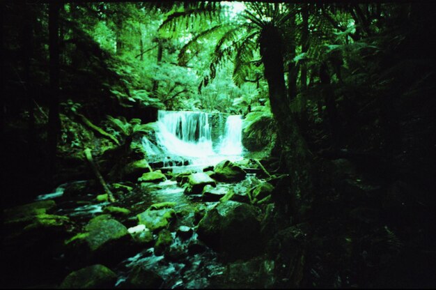 Foto vista de una cascada en el bosque