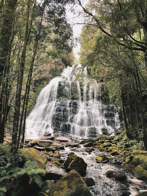 Vista de una cascada en el bosque