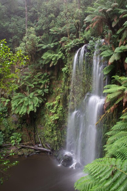 Foto vista de una cascada en el bosque