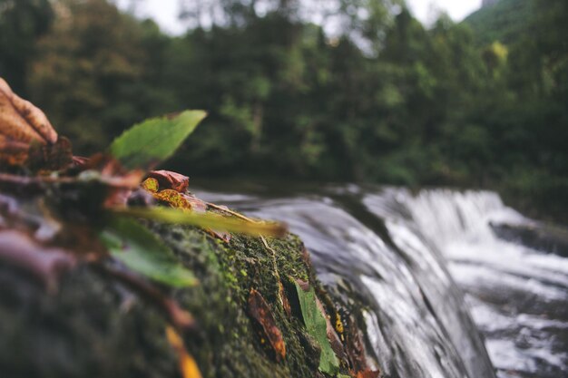 Foto vista de la cascada contra los árboles