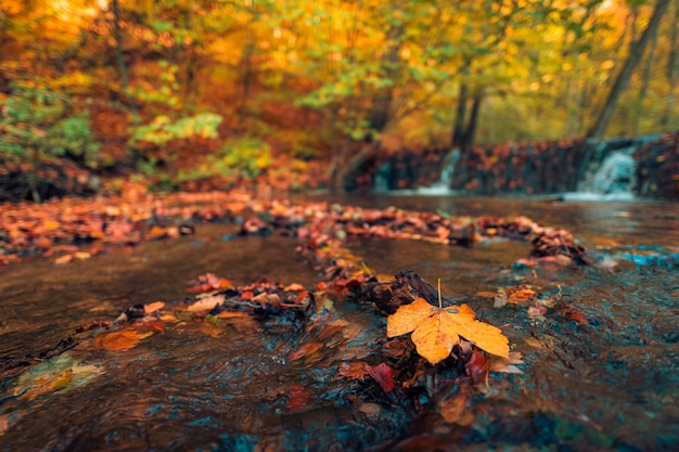 Vista de la cascada en otoño. Cascada en colores otoñales en lo profundo del bosque. Hojas de colores pacíficos