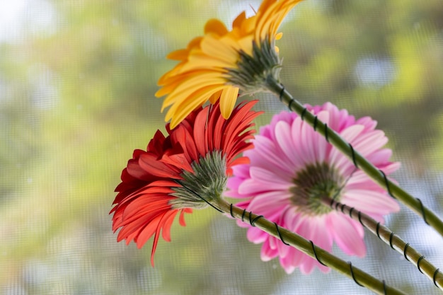 Vista de cerca desde abajo sobre un capullo de una flor de gerbera roja que está en el fondo de otras flores