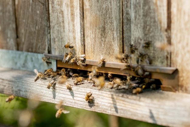 Una vista de cerca de las abejas obreras trayendo polen de flores a la colmena en sus patas.