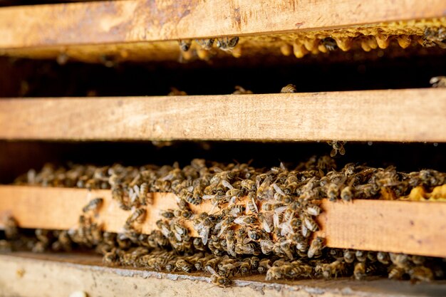 Vista de cerca de las abejas que trabajan