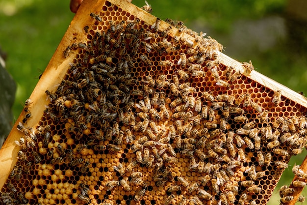 Vista de cerca de las abejas que trabajan