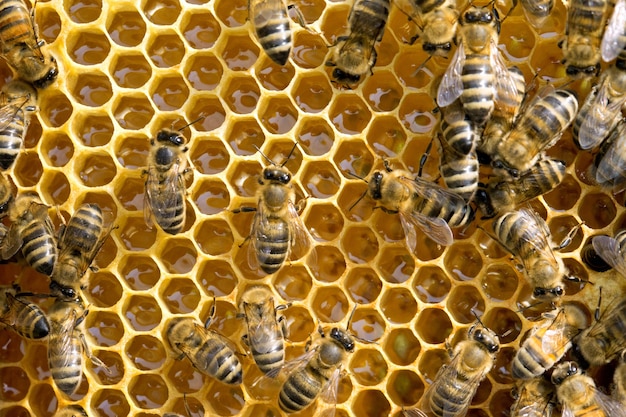 Vista de cerca de las abejas trabajadoras en honeycells.
