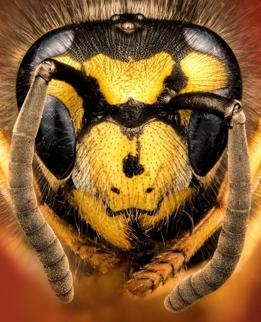 Vista de cerca de las abejas