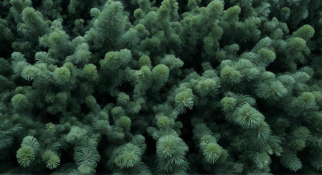 Vista de cerca de las agujas de pino que dejan la naturaleza con un fondo verde