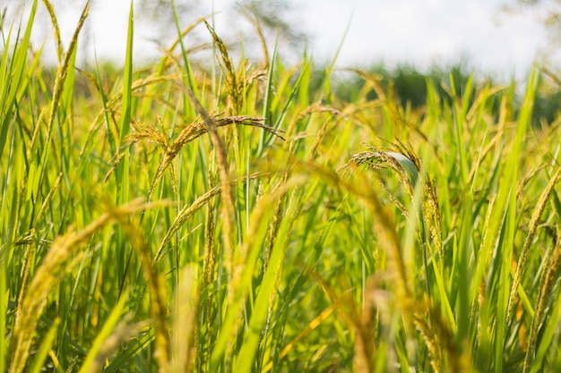 Vista de cerca del arrozal en las terrazas de arroz de Tailandia