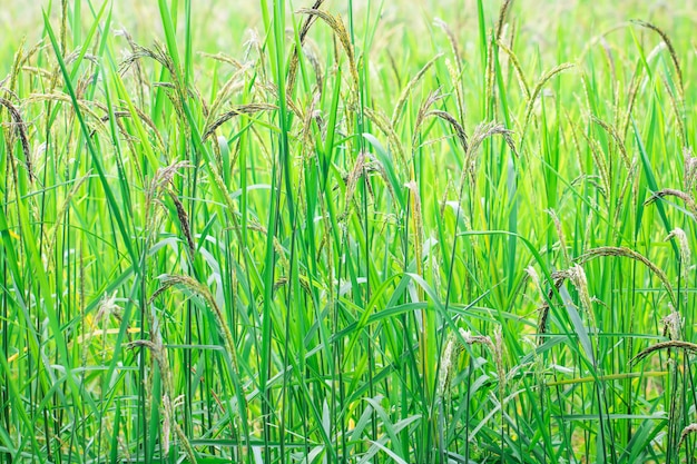 Vista de cerca del arrozal en las terrazas de arroz