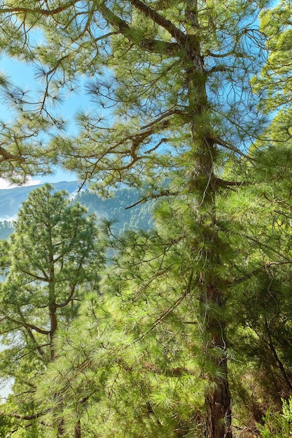 Vista de cerca de un bosque de pinos en las montañas en un día soleado con un cielo azul claro Frondosos árboles y vegetación en una escena aislada de la naturaleza Turismo o paisaje de senderismo en La Palma Islas Canarias España