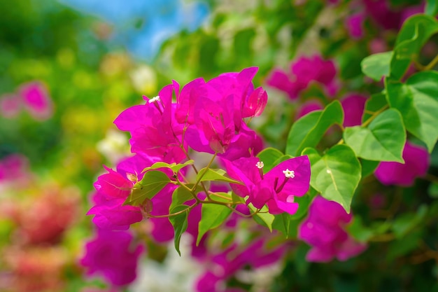 Vista de cerca de Bougainvillea glabra, la buganvilla menor o flor de papel es la especie más común de buganvillas Flores rosadas