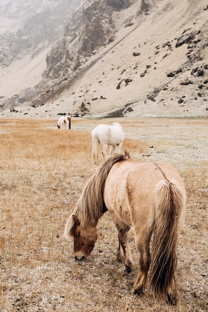 Una vista de cerca de un caballo marrón pastando en un campo contra una manada y montañas nevadas que arranca