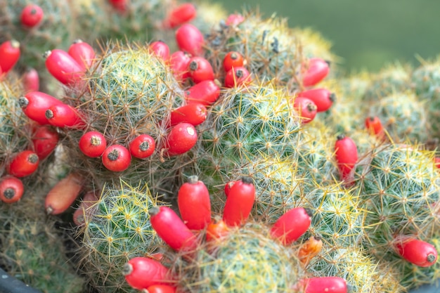 Vista de cerca del cactus verde como fondo (vista superior, textura)