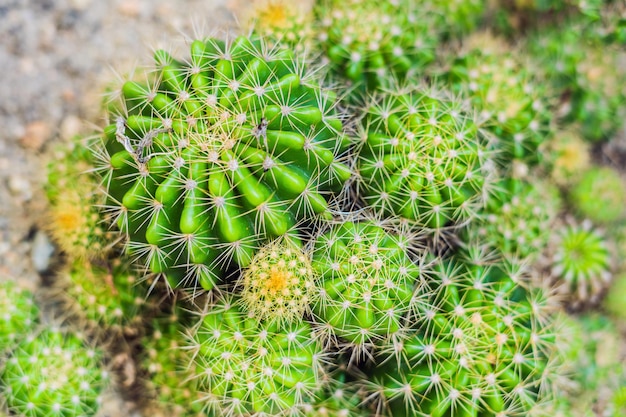 Vista de cerca de cactus verde como una textura de vista superior de fondo