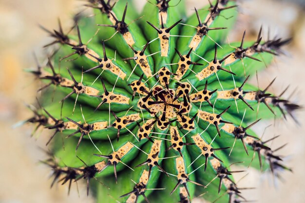 Foto vista de cerca de cactus verde como una textura de vista superior de fondo
