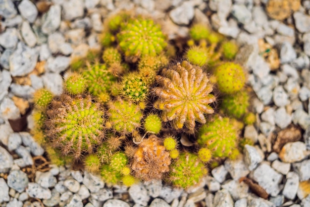 Vista de cerca de cactus verde como una textura de vista superior de fondo