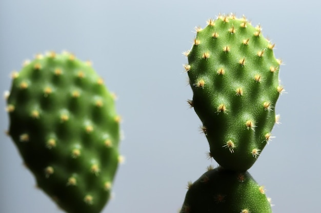 Vista de cerca de cactus verde