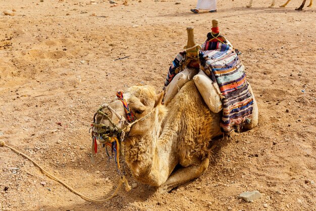 Vista de cerca de un camello acostado en el envío caliente