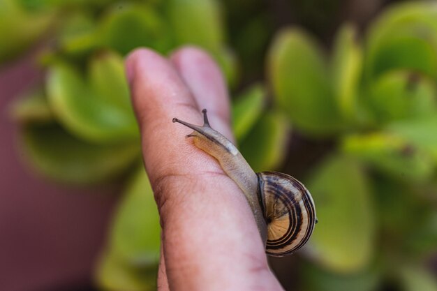 Foto vista de cerca de un caracol en una mano