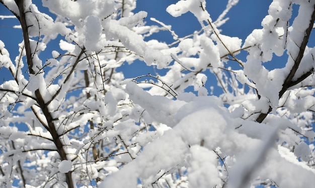 Vista de cerca del cielo azul a través de ramas de árboles cubiertas de nieve