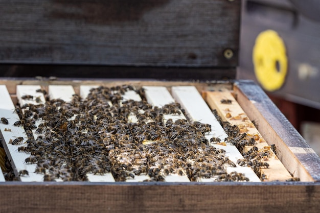 Vista de cerca de la colmena abierta que muestra los marcos poblados por abejas melíferasxABees en panal