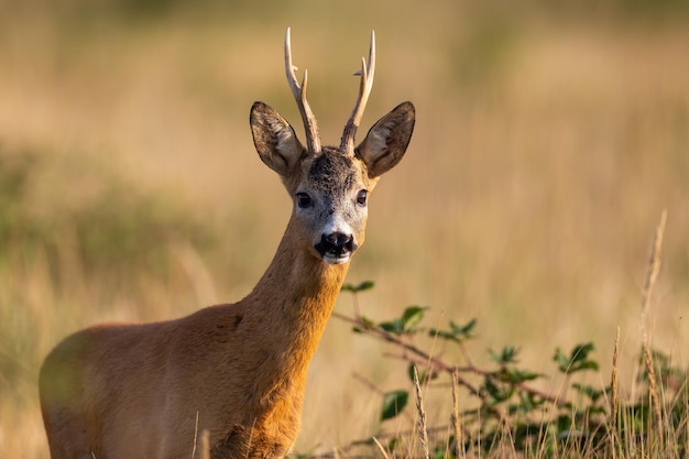 Vista de cerca de un corzo alerta buck frente a la cámara en la pradera de verano