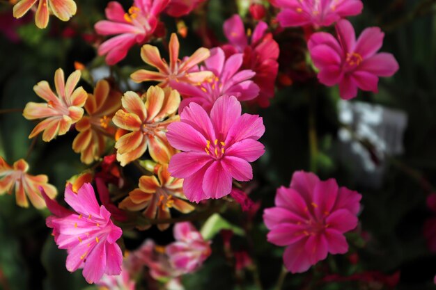 Foto vista de cerca de los delicados pétalos de una planta de lewisia