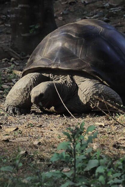 Foto vista de cerca de una endémica y amenazada tortuga gigante aldabra aldabrachelys gigantea en la naturaleza