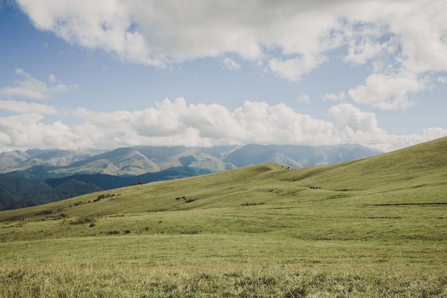Vista de cerca escenas de montañas y valles en el parque nacional Dombai, Cáucaso, Rusia, Europa. Paisaje de verano, clima soleado, espectacular cielo azul y día soleado