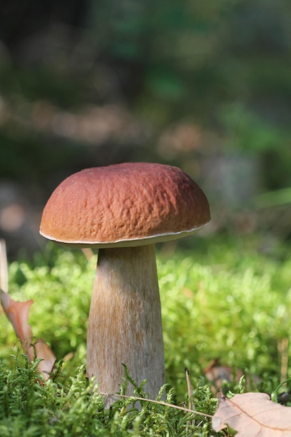 Vista de cerca del excelente hongo Boletus comestible y las hojas caídas en el bosque de otoño