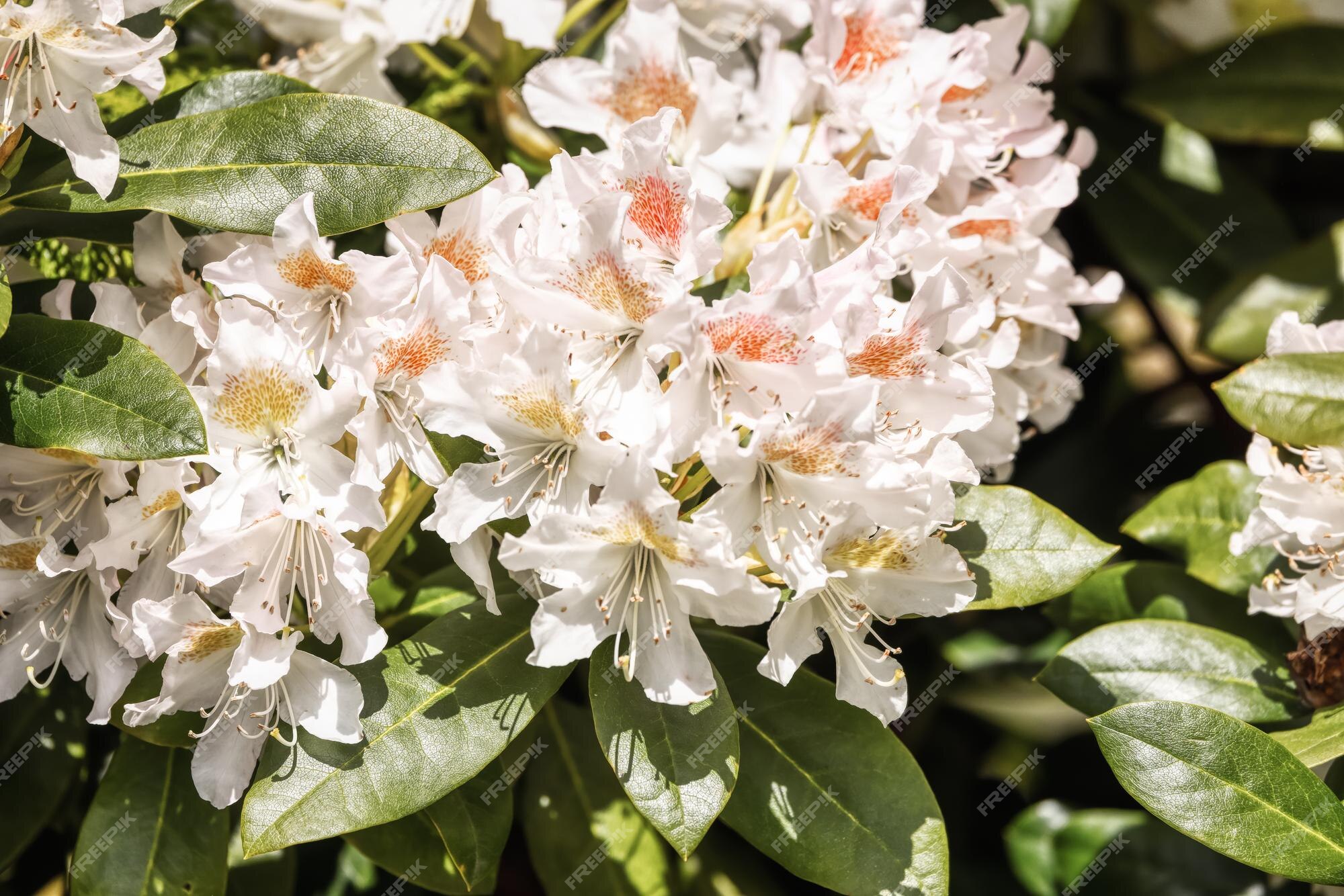 Vista de cerca de la flor de azalea blanca en un campo verde | Foto Premium