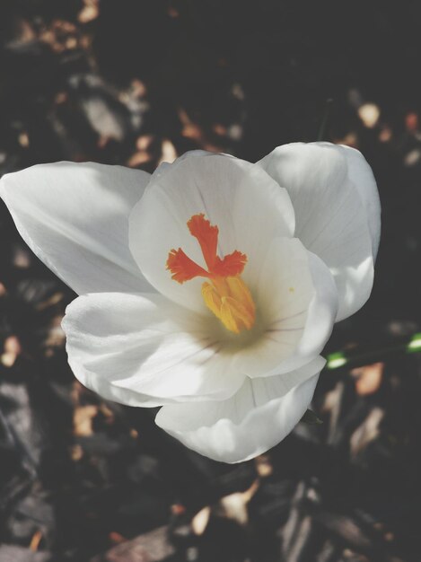 Foto vista de cerca de la flor blanca