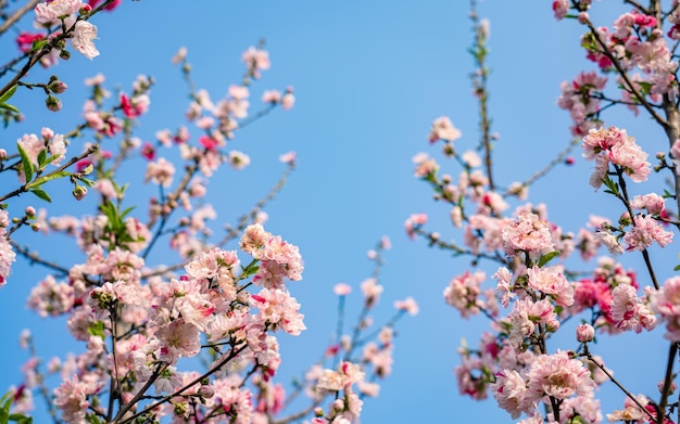 Vista de cerca de la flor de cerezo en flor durante la temporada de primavera en Katmandú Nepal