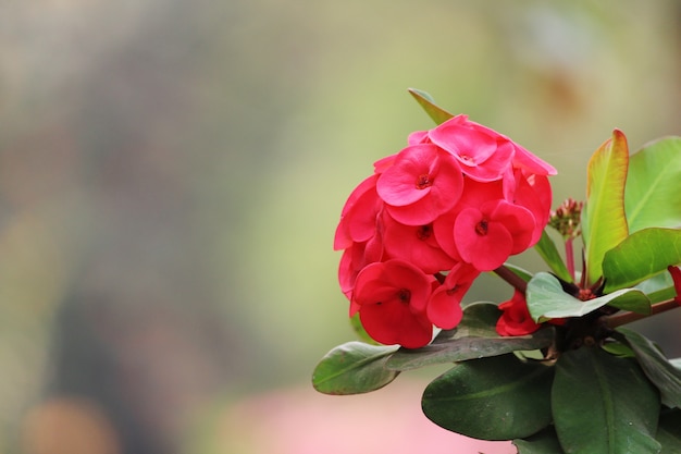 Foto vista de cerca de la flor de la corona de espinas.